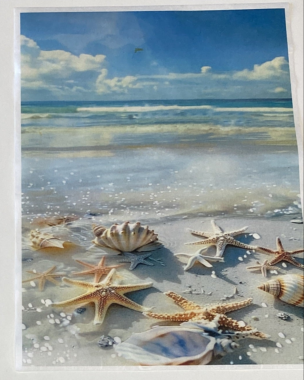 Carta di riso formato A4 stelle marine e conchiglie