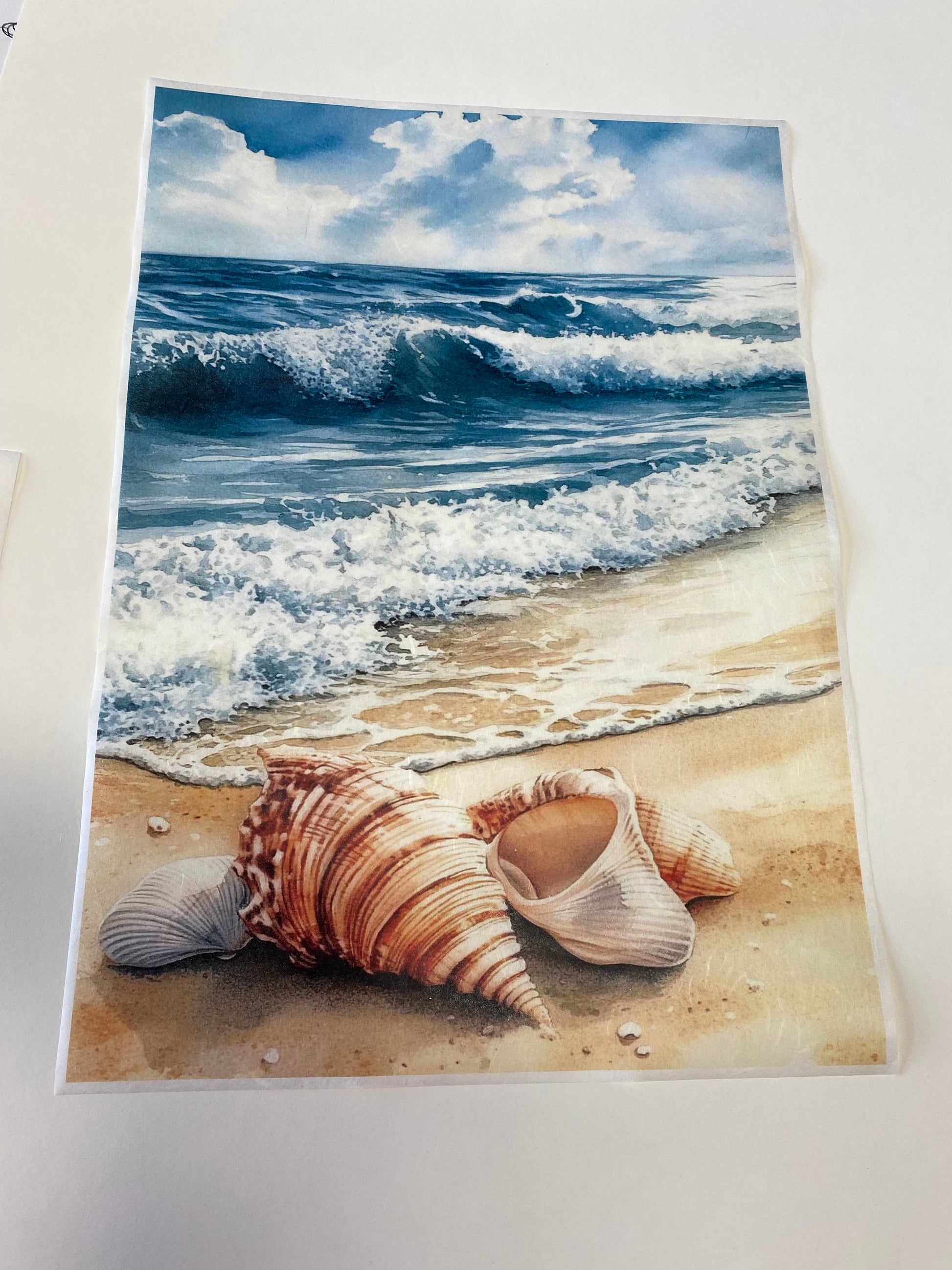 Carta di riso formato A3 conchiglie